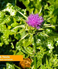 Herb Pharm Milk Thistle Seed Liquid Extract For Liver Function Support - 1 Ounce