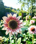 ZEshops 50pcs Rare Strawberry Pink Sunflower Seeds - Non-GMO Heirloom Variety for Your Unique Garden