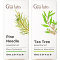 Gya Labs Pine Essential Oils For Diffuser & Tea Tree Oil For Skin Set - Aromatherapy Grade Essential Oils Set - 2X0.34 Fl Oz - Gya Labs