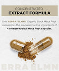 Terra Elmnt 40X Strength Organic Black Maca Root W. Ashwagandha - 1 Highest Potency Black Maca Root Capsules For Men Supplement 40 1 Extract - 100 Pure Maca Peruana Gelatinized Maca Root Powder Pills