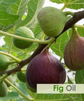 B-URBAN Fig Oil | 100% Pure & Natural Oil With High Concentration Of Vitamin E for Skin Care & Hair Care -100ml