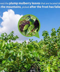 Wanhua Hall Mulberry Leaf Tea Mulberry Tea Loose Leaf 9.17oz/260g Fresh Taste Dried Sang Ye Loose Leaf Herbal Tea Caffeine Free Ã¦Â¡â€˜Ã¥ÂÂ¶Ã¨Å’Â¶ Ã¦Â¡â€˜Ã¥ÂÂ¶ Ã©Å“Å“Ã¦Â¡â€˜Ã¥ÂÂ¶