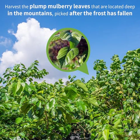 Wanhua Hall Mulberry Leaf Tea Mulberry Tea Loose Leaf 9.17oz/260g Fresh Taste Dried Sang Ye Loose Leaf Herbal Tea Caffeine Free Ã¦Â¡â€˜Ã¥ÂÂ¶Ã¨Å’Â¶ Ã¦Â¡â€˜Ã¥ÂÂ¶ Ã©Å“Å“Ã¦Â¡â€˜Ã¥ÂÂ¶
