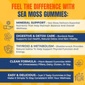 Trueseamoss Gummies Sample 1200Mg Irish Sea Moss Bladderwrack & Burdock Root Travel-Size Vegan Fruity Gluten-Free 14 Gummies Easy On-The-Go Wellness Made In Usa
