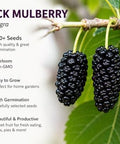 Black Mulberry Seeds for Planting, 100+ Heirloom Non-GMO Morus Nigra Seeds, Fruit Tree Seeds for Home Garden, Easy to Grow, Perennial Outdoor Plantin
