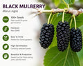 Black Mulberry Seeds for Planting, 100+ Heirloom Non-GMO Morus Nigra Seeds, Fruit Tree Seeds for Home Garden, Easy to Grow, Perennial Outdoor Plantin