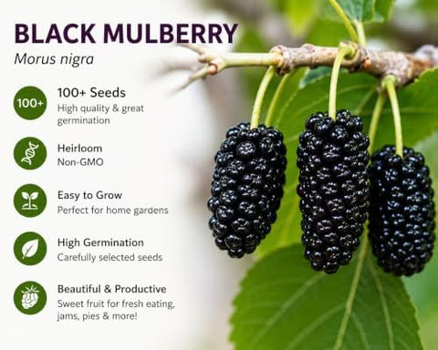 Black Mulberry Seeds for Planting, 100+ Heirloom Non-GMO Morus Nigra Seeds, Fruit Tree Seeds for Home Garden, Easy to Grow, Perennial Outdoor Plantin