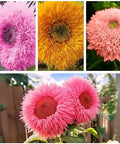 800pcs Teddy Bear Sunflower Seeds for Planting Giant Teddy Bear Sun Flower Seed Heirloom Attracts Pollinators