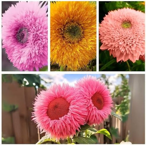 800pcs Teddy Bear Sunflower Seeds for Planting Giant Teddy Bear Sun Flower Seed Heirloom Attracts Pollinators