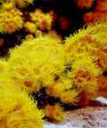 Reef Advantage Magnesium 1.2 kg / 2.6 lbs