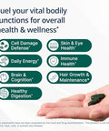 Metagenics PhytoMulti with Iron Daily Multivitamin for Men and Women with Phytonutrients* Methylfolate Vitamins A K Zinc and B6 Iron Bisglycinate 18 mg Non GMO Gluten Free 60 Tablets