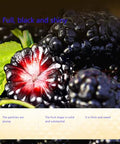Dried black mulberries 10.58oz. Snacks and baked mulberry tea without sugar