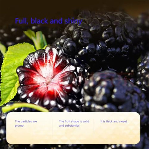 Dried black mulberries 10.58oz. Snacks and baked mulberry tea without sugar