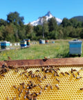 Ulmo Honey - More Powerful than Manuka | & Smoother Tasting - 12oz