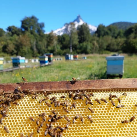 Ulmo Honey - More Powerful than Manuka | & Smoother Tasting - 12oz