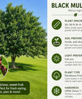 Black Mulberry Seeds for Planting, 100+ Heirloom Non-GMO Morus Nigra Seeds, Fruit Tree Seeds for Home Garden, Easy to Grow, Perennial Outdoor Plantin