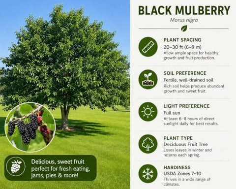 Black Mulberry Seeds for Planting, 100+ Heirloom Non-GMO Morus Nigra Seeds, Fruit Tree Seeds for Home Garden, Easy to Grow, Perennial Outdoor Plantin