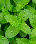 US Organic 100% Pure Peppermint Essential Oil - USDA Certified Organic (30 ml)
