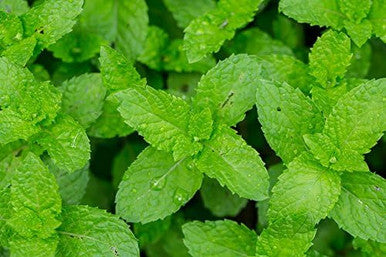 US Organic 100% Pure Peppermint Essential Oil - USDA Certified Organic (30 ml)