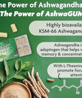 Ashwagum Focus Gum By Bettergum, High Potency Brain Supplement With Ksm 66 Ashwagandha And L Theanine, Supports Concentration And Memory, Alternative To Gummies, Sugar-Free, Pack Of 2