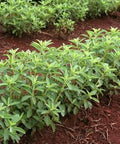 200+ Stevia Sweetleaf Seeds Herb Stevia Sugar Garden Planting