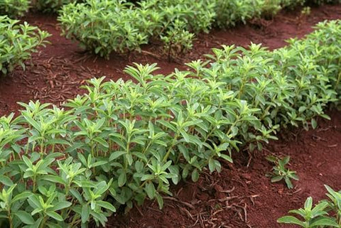 200+ Stevia Sweetleaf Seeds Herb Stevia Sugar Garden Planting