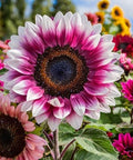 ZEshops 50pcs Rare Strawberry Pink Sunflower Seeds - Non-GMO Heirloom Variety for Your Unique Garden