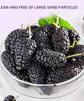 Food to Live Dried Black Mulberry, 5.3oz (150g) - Vegan | Juicy Sweet-Tart Superfruit for Snacks, Smoothies & Baking | Raw, No Sugar Added, Resealable Bulk Bag