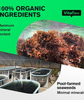 VitaRaw Organic Irish Sea Moss Capsules 2400 mg Burdock Root and Bladderwrack Powder Real Seamoss Pills for Immune Support Joint and Gut Health Help Raw Sea Moss Advanced Herbal Supplement