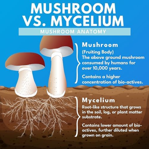 Bold Botanica Reishi Mushroom Capsules - 100% Fruiting Body - Concentrated Organic Reishi Extract For Immune Support & Core Wellness - No Mycelia & No Grain - 60 Vegan Capsules