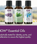Now Essential Oils Oil Of Oregano 25% Blend Of Pure Oregano Oil In Pure Olive Oil Comforting Aromatherapy Scent Steam Distilled Vegan Child Resistant Cap 1Ounce