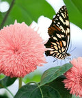 50pcs Pink Pooh Sunflower Seeds - Unique Pink Blooms, Non-GMO, Heirloom, Organic - Ideal for Zones 5-10