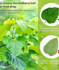 DOZO Natural Mulberry Leaf Tea Mulberry Leaves Tea 14.1oz/400g Sun-Dried Premium Mulberries Loose Leaves Sang Ye Healthy Herbal Tea Sugar Free Caffeine Free No Additives Ã¦Â¡â€˜Ã¥ÂÂ¶Ã¨Å’Â¶ Ã¦Â¡â€˜Ã¨â€˜â€°Ã¨Å’Â¶