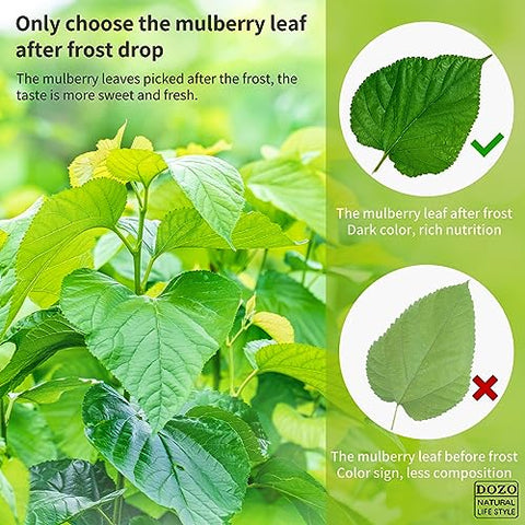 DOZO Natural Mulberry Leaf Tea Mulberry Leaves Tea 14.1oz/400g Sun-Dried Premium Mulberries Loose Leaves Sang Ye Healthy Herbal Tea Sugar Free Caffeine Free No Additives Ã¦Â¡â€˜Ã¥ÂÂ¶Ã¨Å’Â¶ Ã¦Â¡â€˜Ã¨â€˜â€°Ã¨Å’Â¶