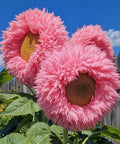 800pcs Teddy Bear Sunflower Seeds for Planting Giant Teddy Bear Sun Flower Seed Heirloom Attracts Pollinators
