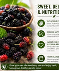Black Mulberry Seeds for Planting, 100+ Heirloom Non-GMO Morus Nigra Seeds, Fruit Tree Seeds for Home Garden, Easy to Grow, Perennial Outdoor Plantin