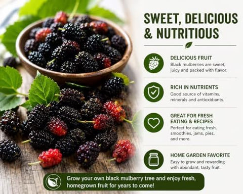Black Mulberry Seeds for Planting, 100+ Heirloom Non-GMO Morus Nigra Seeds, Fruit Tree Seeds for Home Garden, Easy to Grow, Perennial Outdoor Plantin
