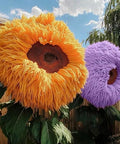 800pcs Teddy Bear Sunflower Seeds for Planting Giant Teddy Bear Sun Flower Seed Heirloom Attracts Pollinators