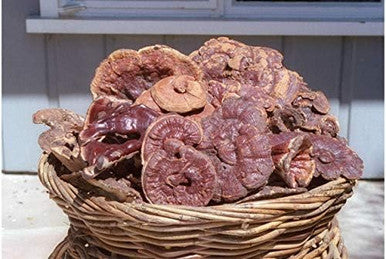 Dragon Herbs Wild Red Reishi Drops 2 Fl Oz