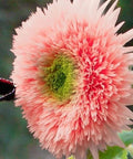 50pcs Pink Pooh Sunflower Seeds - Unique Pink Blooms, Non-GMO, Heirloom, Organic - Ideal for Zones 5-10