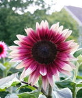 ZEshops 50pcs Rare Strawberry Pink Sunflower Seeds - Non-GMO Heirloom Variety for Your Unique Garden