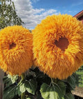 800pcs Teddy Bear Sunflower Seeds for Planting Giant Teddy Bear Sun Flower Seed Heirloom Attracts Pollinators