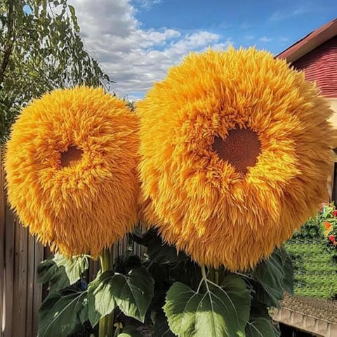 800pcs Teddy Bear Sunflower Seeds for Planting Giant Teddy Bear Sun Flower Seed Heirloom Attracts Pollinators