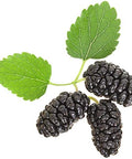 Black Mulberry 50 Seeds (Morus nigra) Non GMO - Open Pollinated - Heirloom