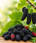 Black Mulberry Seeds for Planting, 100+ Heirloom Non-GMO Morus Nigra Seeds, Fruit Tree Seeds for Home Garden, Easy to Grow, Perennial Outdoor Plantin