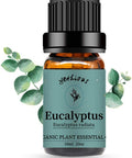 Yethious Eucalyptus Essential Oil 100% Pure Natural Organic Aromatherapy Oil 10ml for Massage,Skin Care,Diffuser,Humidifier