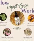 Earthley Wellness Digest Ease, Herbal Digestive Support Tincture For Gut Health, Stomach Relief, And Digestive Wellness Organic Herbs Like Ecea Leaf, Turmeric Root, Marshmallow Root, (2Oz)