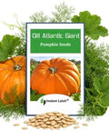 10 Dills Atlantic Giant Pumpkin Seeds for Planting Non GMO Heirloom Seeds | NON GMO, Heirloom Seeds, Fresh Garden Seed