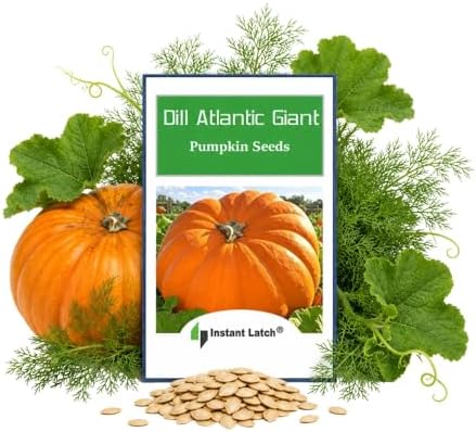 10 Dills Atlantic Giant Pumpkin Seeds for Planting Non GMO Heirloom Seeds | NON GMO, Heirloom Seeds, Fresh Garden Seed