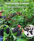 dried mulberries 9.87oz mulberry tea Dried Black Mulberries fantastic to add to teas or desserts or to just enjoy straight out of the jar